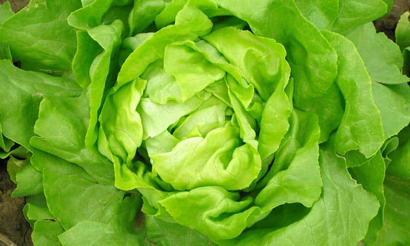 خرید کاهو پیچ تازه + قیمت فروش استثنایی